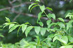 Lanceleaf buckthorn